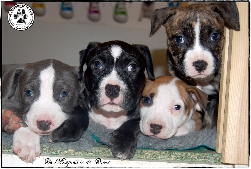 De L'empreinte De Dzeus - American Staffordshire Terrier - Portée née le 30/11/2011