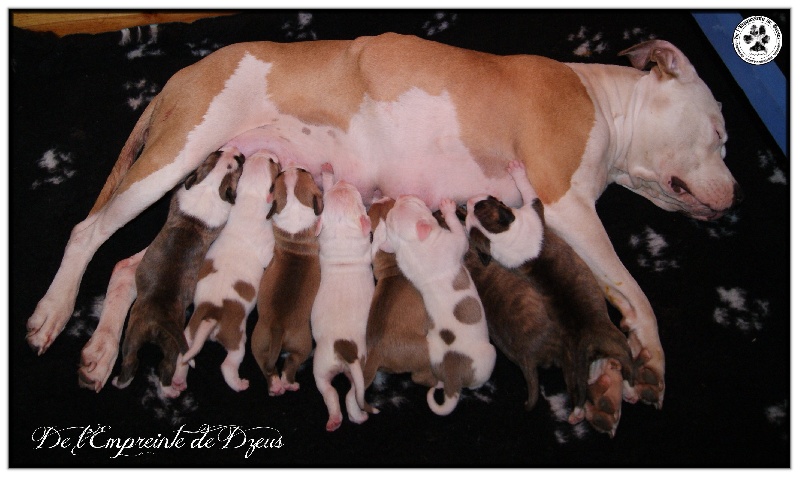 De L'empreinte De Dzeus - American Staffordshire Terrier - Portée née le 14/04/2013