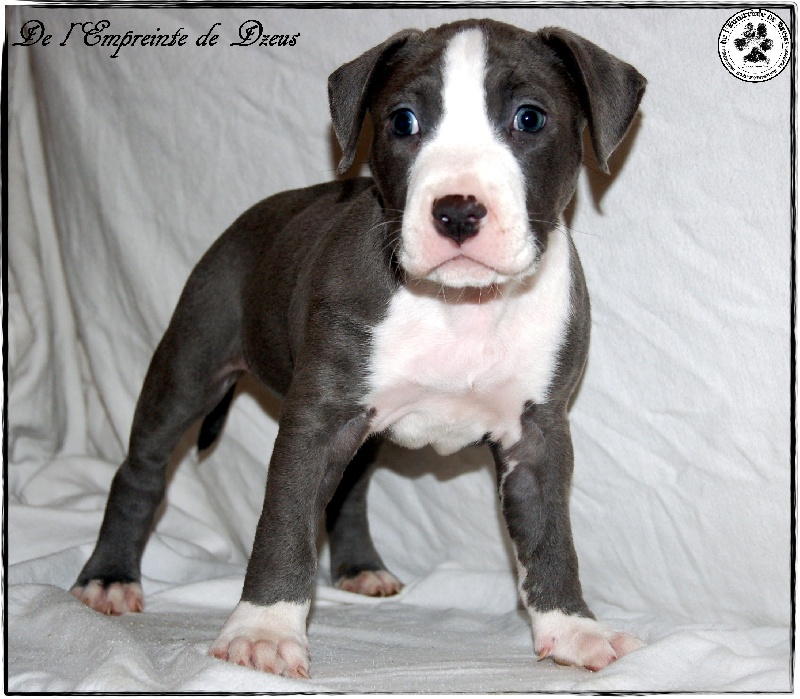 Guss blue warrior De L'empreinte De Dzeus