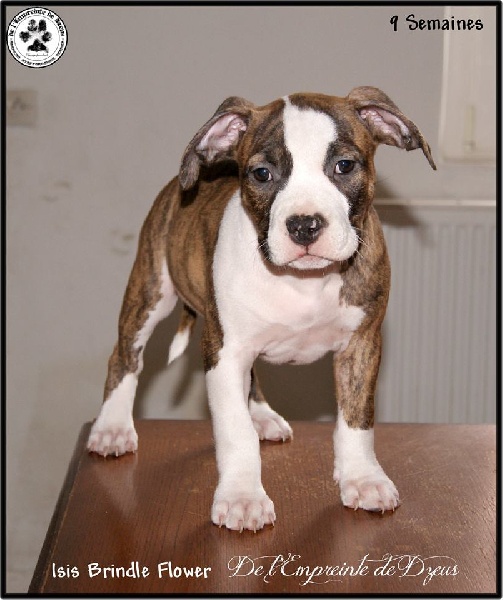 Isis brindle flower De L'empreinte De Dzeus