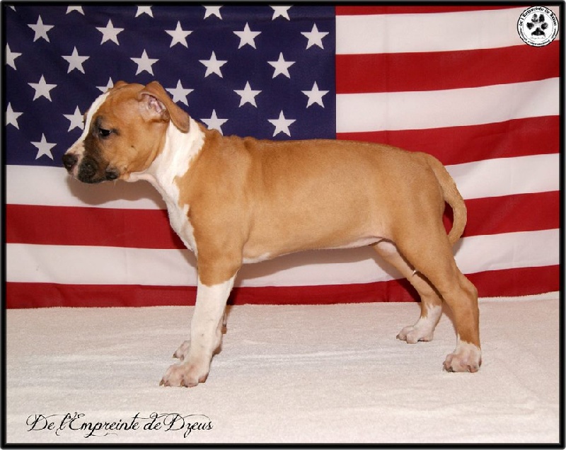 Indiana golden queen De L'empreinte De Dzeus