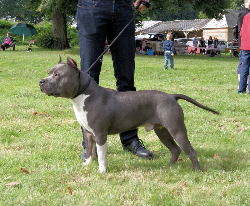 Hell's storm blue eagle De L'empreinte De Dzeus