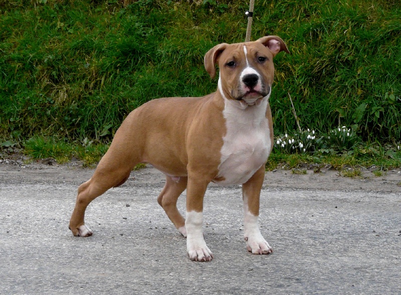 Intrepid mad boy De L'empreinte De Dzeus