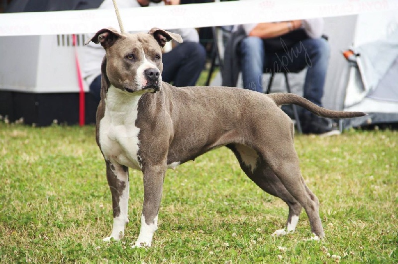 Helka blue moon De L'empreinte De Dzeus