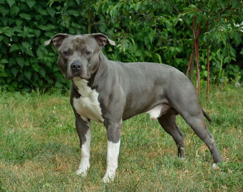 Hooligan blue warrior De L'empreinte De Dzeus