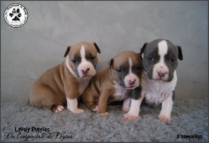 Chiot American Staffordshire Terrier De L'empreinte De Dzeus